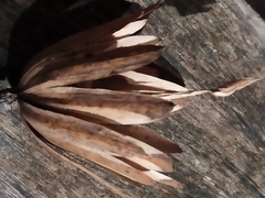 Liriodendron tulipifera