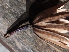 Liriodendron tulipifera