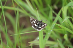 Spialia