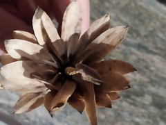 Liriodendron tulipifera