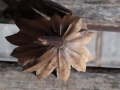 Liriodendron tulipifera