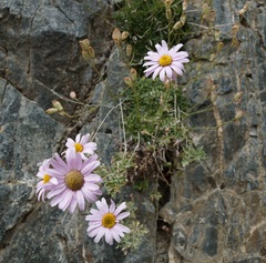 Chrysanthemum sinuatum