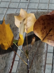 Liriodendron tulipifera