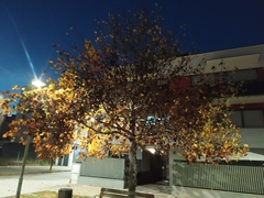 Liriodendron tulipifera