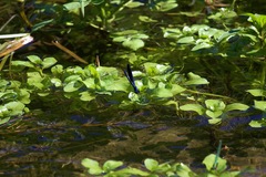 Calopteryx splendens caprai