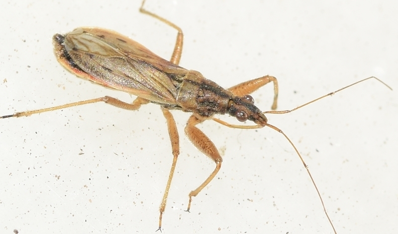 heath damsel bug