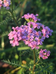 Achillea roseo-alba