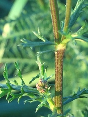 Achillea roseo-alba