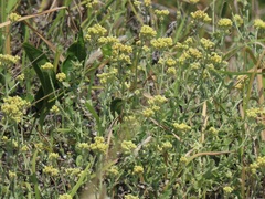 Helichrysum panduratum
