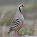 Chukar - Photo (c) vireolanius, some rights reserved (CC BY-NC), uploaded by vireolanius