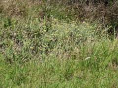 Helichrysum panduratum