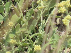 Helichrysum panduratum
