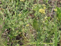 Helichrysum panduratum