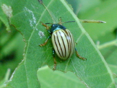 Leptinotarsa calceata