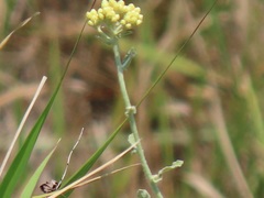 Helichrysum panduratum