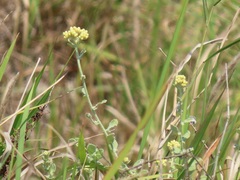 Helichrysum panduratum