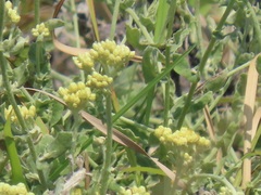 Helichrysum panduratum