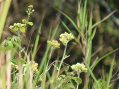 Helichrysum panduratum