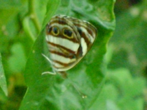 Dynamine mylitta
