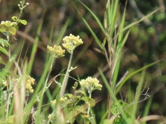 Helichrysum panduratum