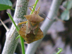 Mozena lutea