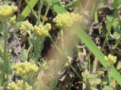 Helichrysum panduratum