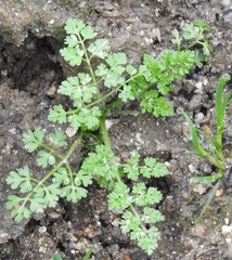 Torilis leptophylla