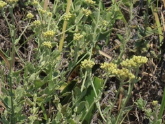 Helichrysum panduratum