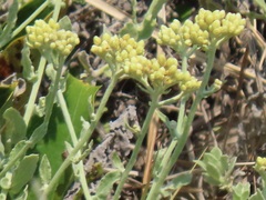Helichrysum panduratum