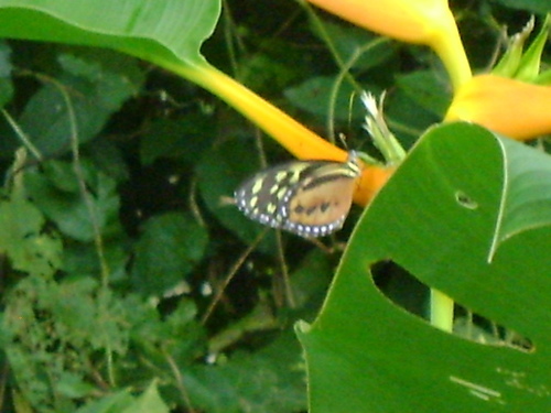 Tithorea harmonia hippothous
