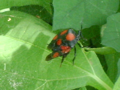 Brachystethus rubromaculatus