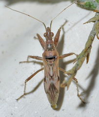 Nabis viridulus