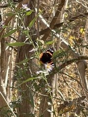 Vanessa atalanta