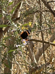 Vanessa atalanta