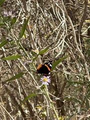 Vanessa atalanta