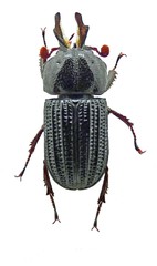 Syndesus cancellatus