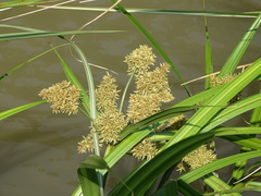 Cyperus dives