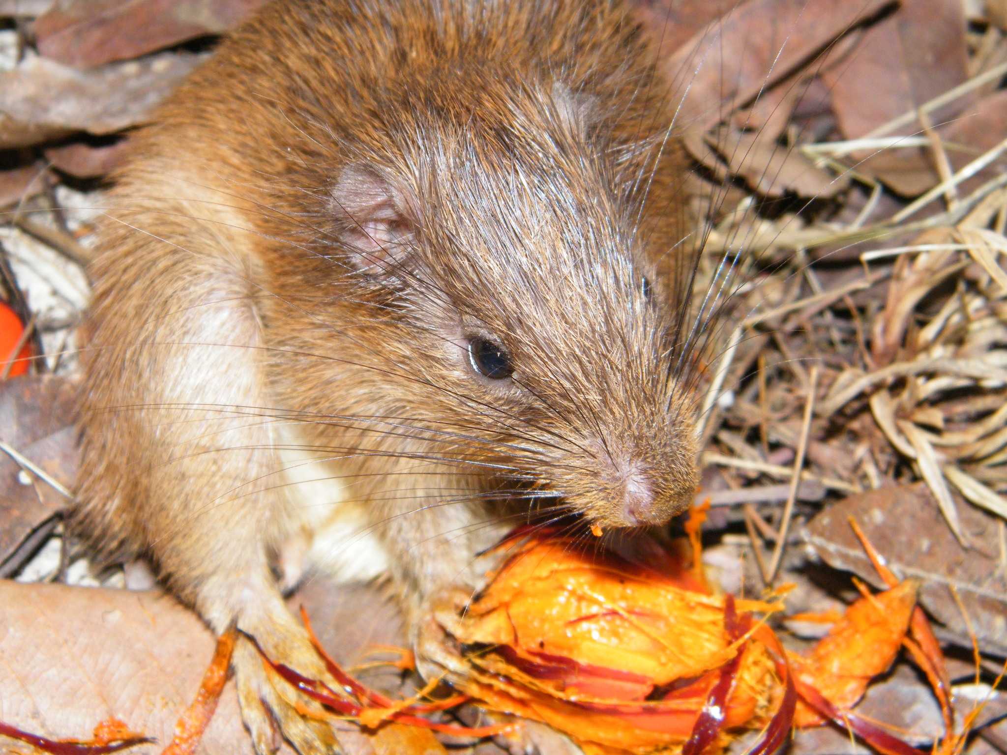 Pallid Atlantic Tree-Rat photo 2