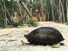 Kinosternon scorpioides