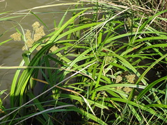 Cyperus dives