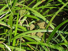 Cyperus dives