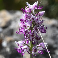 Orchis simia simia