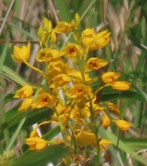 Eulophia odontoglossa