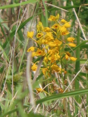 Eulophia odontoglossa