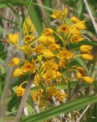 Eulophia odontoglossa