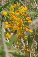 Eulophia odontoglossa