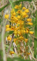 Eulophia odontoglossa