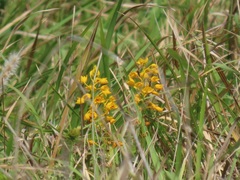Eulophia odontoglossa
