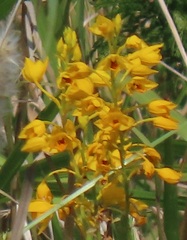 Eulophia odontoglossa