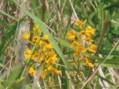 Eulophia odontoglossa